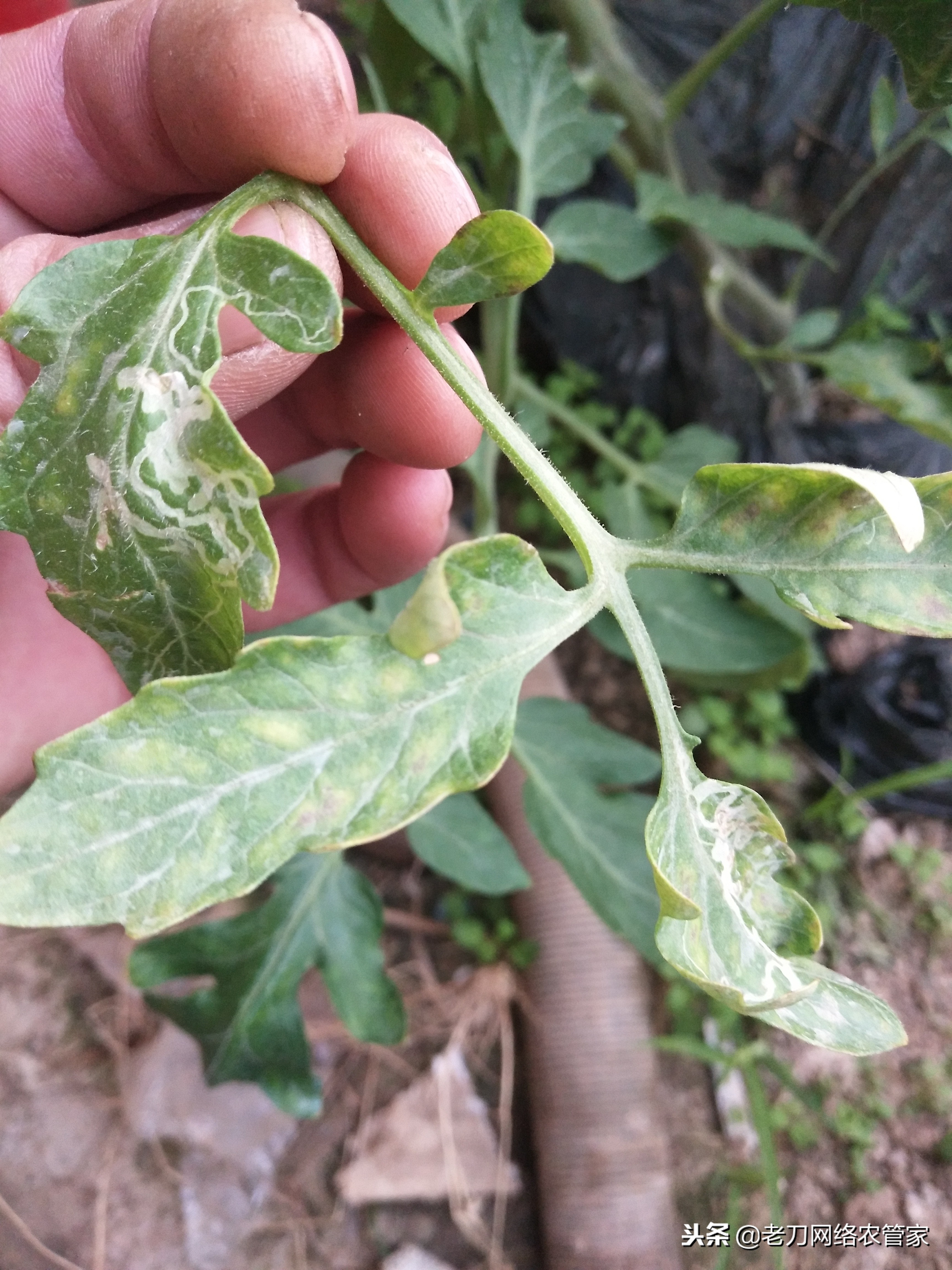 特别容易画的鬼符,斑潜蝇潜叶蛾鬼画符