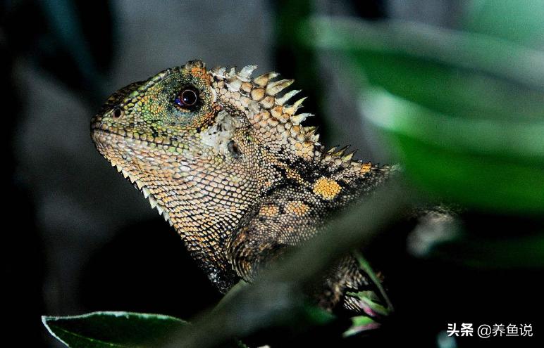 特别好养的凶猛观赏鱼有哪些,观赏鱼什么鱼比较好养生命力顽强