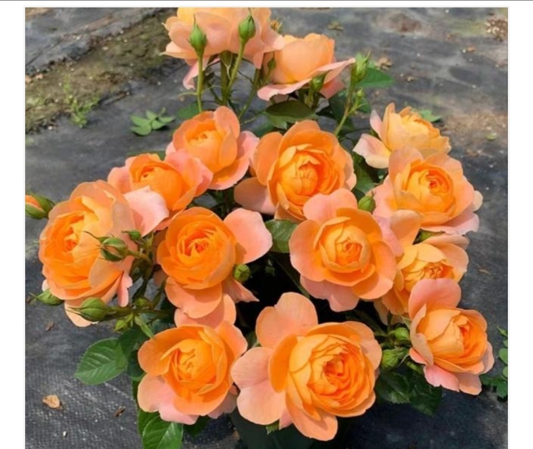 果汁阳台养殖方法,果汁阳台品种大全