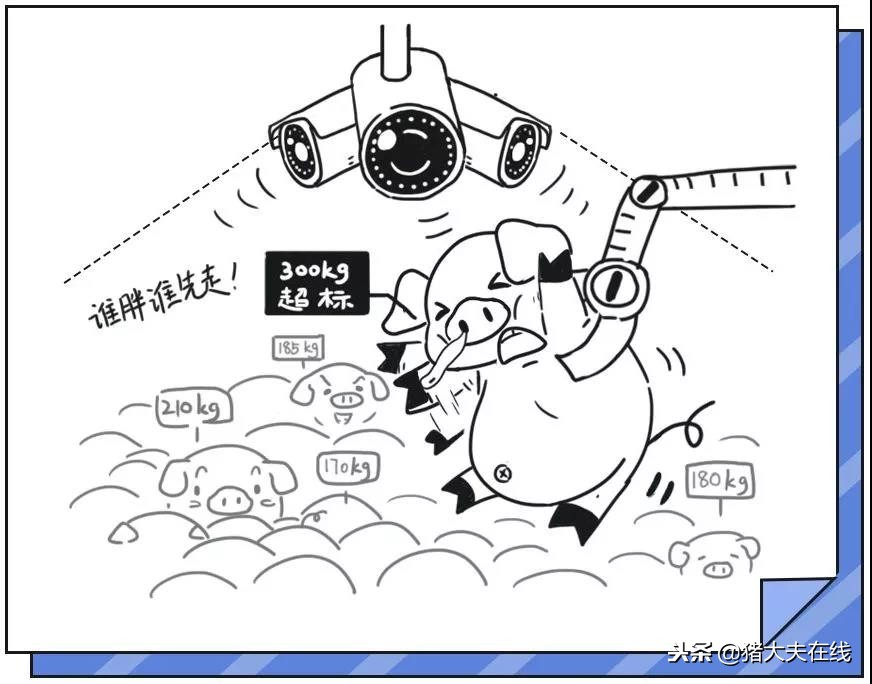 “京东猪”与网易、阿里养的猪有何异同?