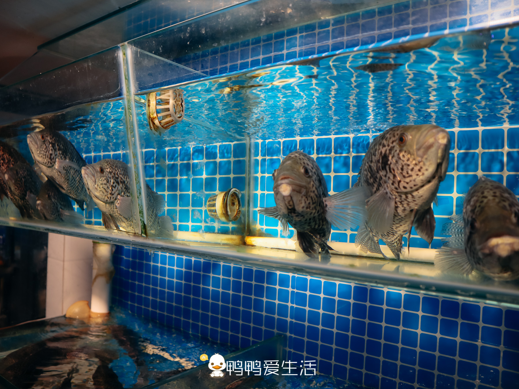 鼓浪屿一口井鱼丸百年老字号,鼓浪屿鱼丸哪家正宗