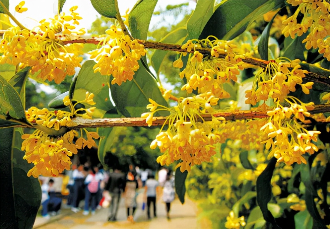 杭州满觉陇山舍民宿,杭州山舍满觉陇