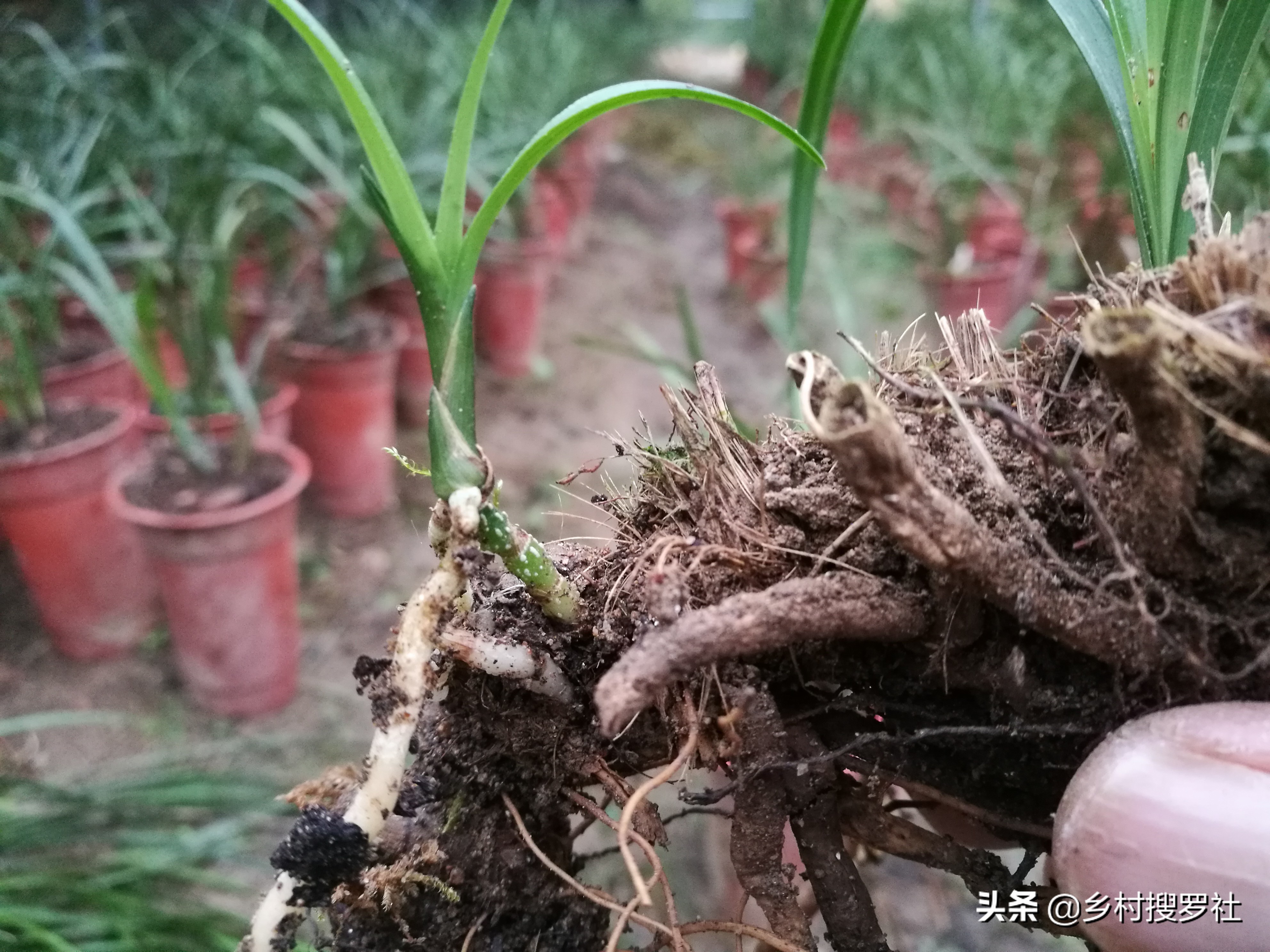 蕙兰海底芽形成原因,蕙兰苗怎么养才能壮