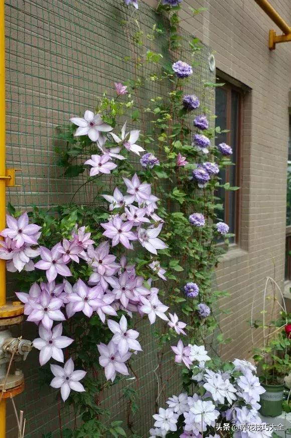 这十种爬藤花一开就是三年,3种极品爬藤花30天爬满庭院农村
