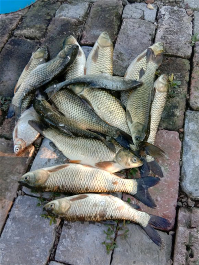 钓着钓着突然没口？这几个原因在作祟，改进口立马口好