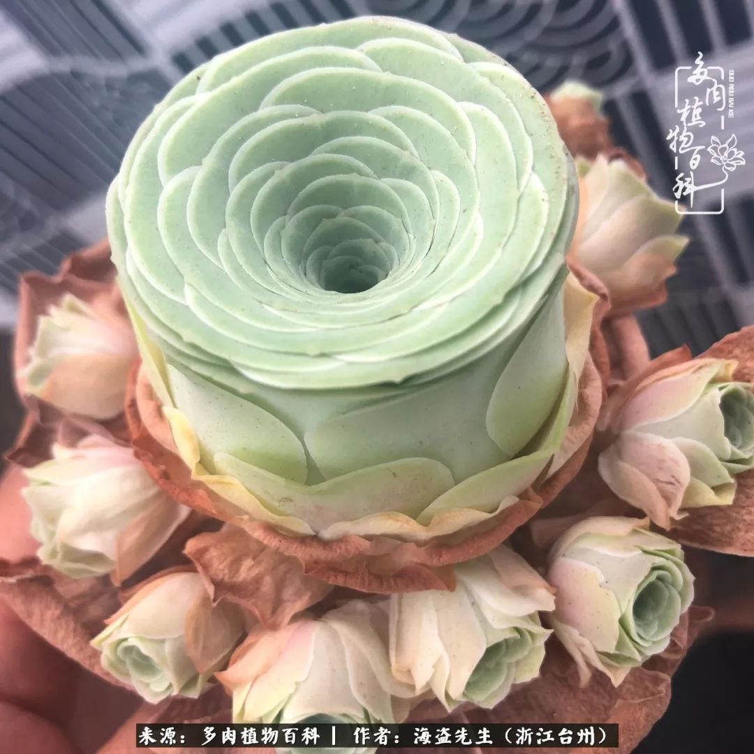 多肉玫瑰多少度休眠,多肉玫瑰唤醒教程