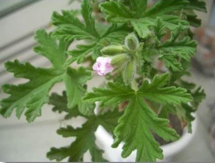 驱蚊草养花小技巧,最强驱蚊草盆栽