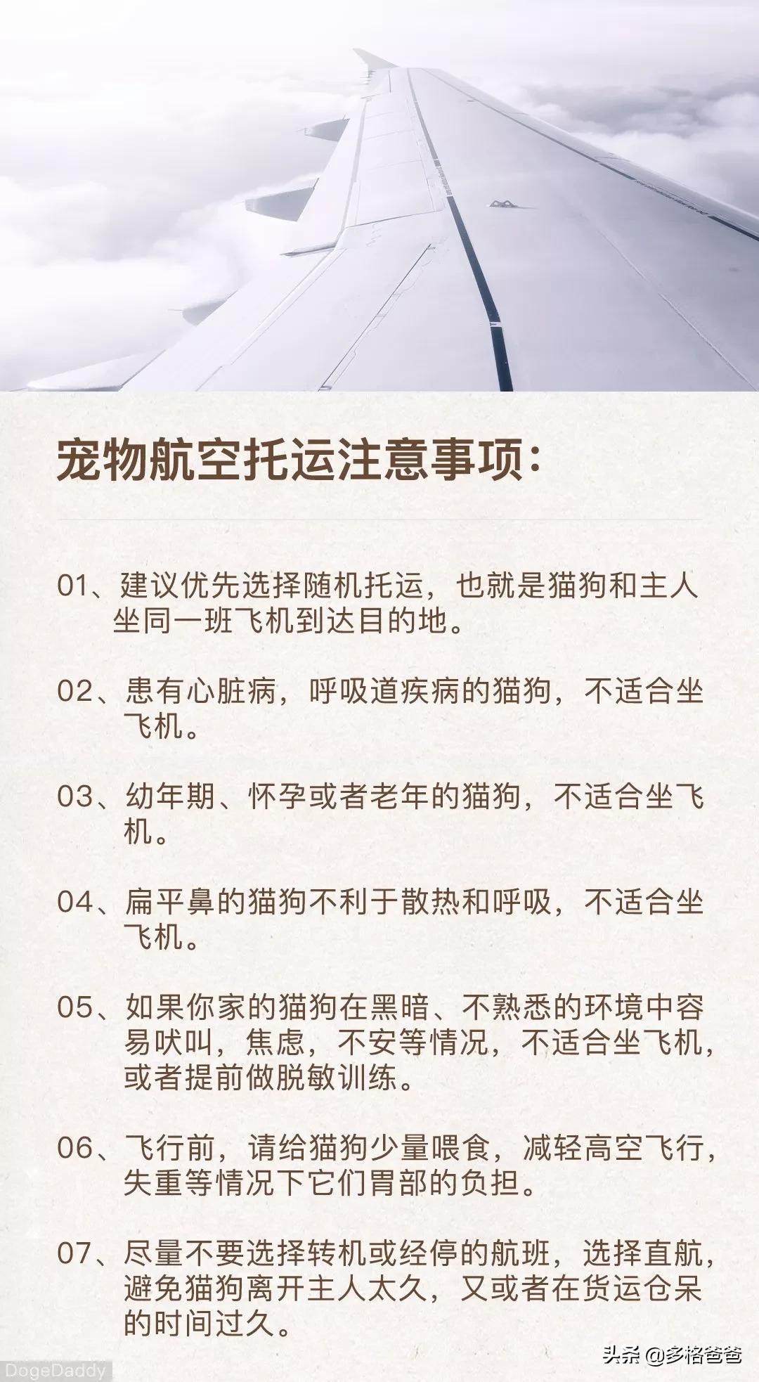 过年回家带狗狗怎么放车上,带狗狗回家过年怎么安置