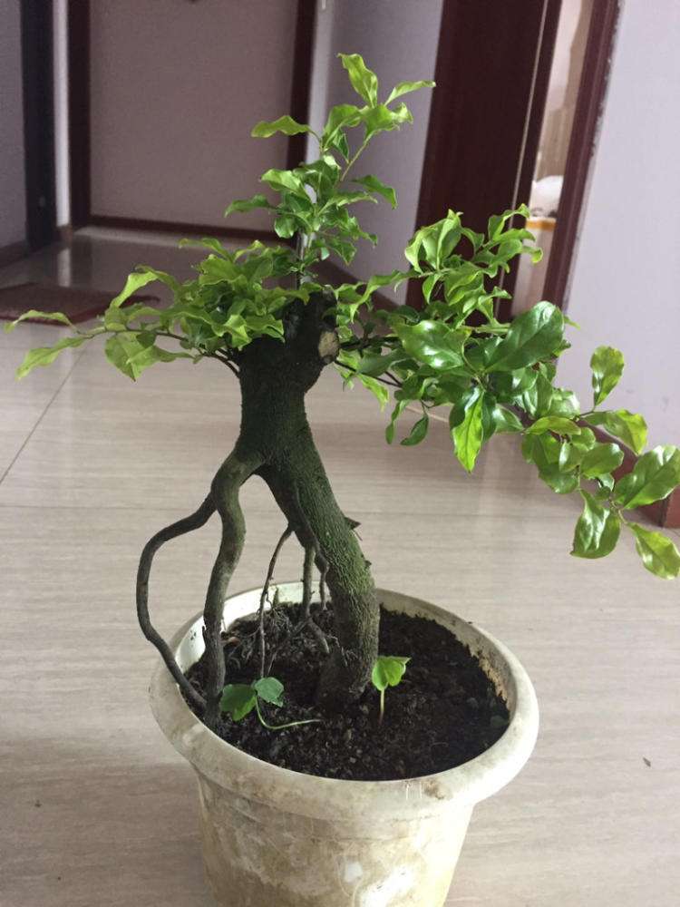 金弹子开花授粉时间,金弹子开花初期如何养护和管理