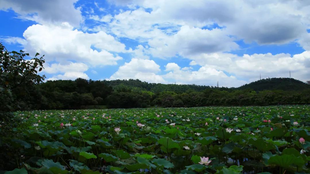 广州凉爽又好玩公园在哪里,夏季广州公园游玩攻略