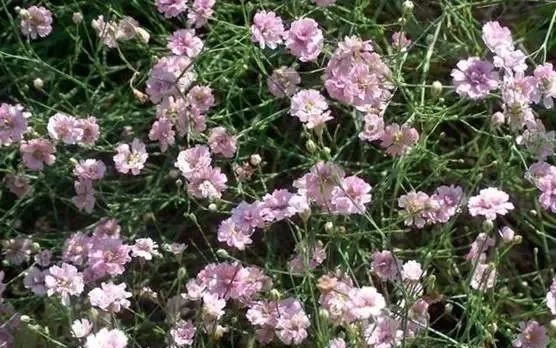 岩石花园景区,岩石园常用花卉