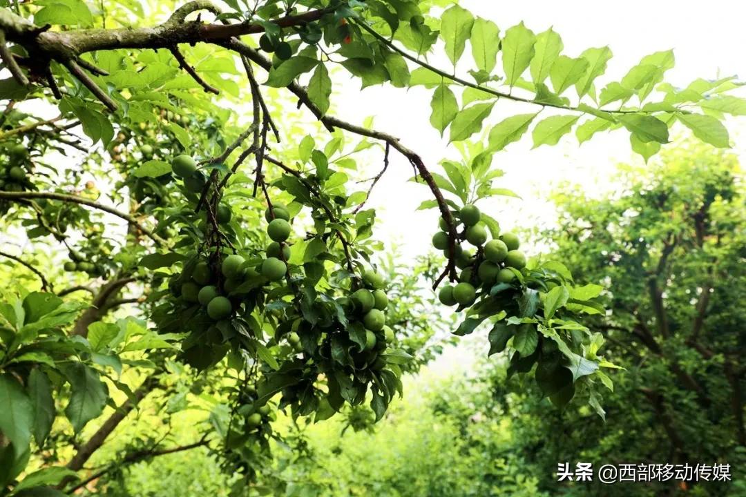 元江凉拌炸洋芋,云南拌水果怎么拌