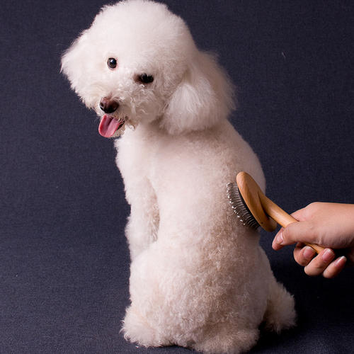 养泰迪必须知道的知识,饲养泰迪犬的五大坏处