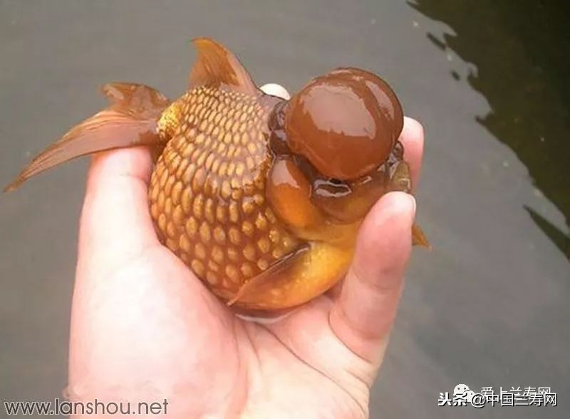 十大最稀有的金鱼品种,比较大的金鱼品种有哪些