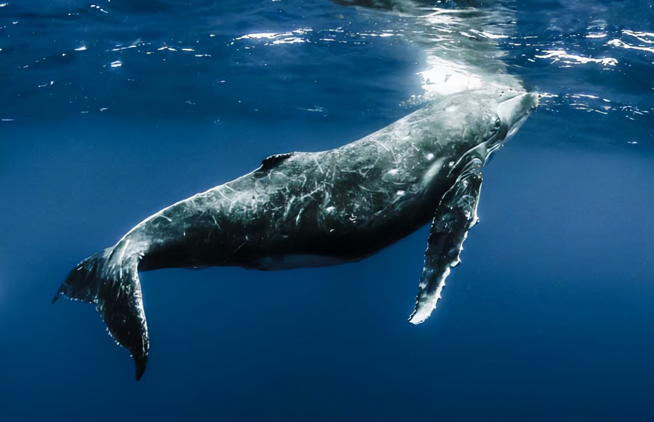 马里亚纳海沟最新研究,10975米的马里亚纳海沟底部