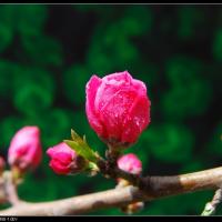 世界各地如果没有中国游客,该有多无聊