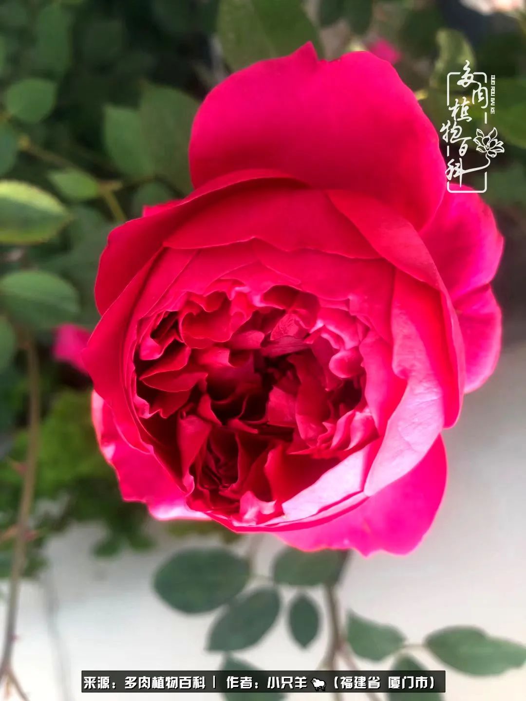 多肉像葡萄一样,多肉像铃兰一样