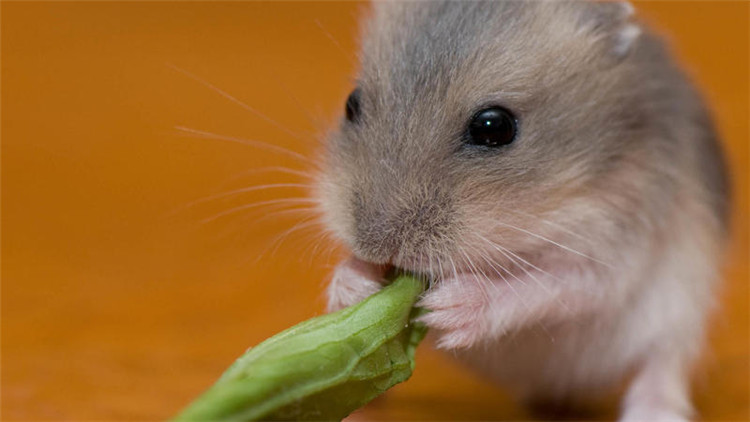 养仓鼠的注意事项和必备物品,饲养仓鼠的十大注意事项