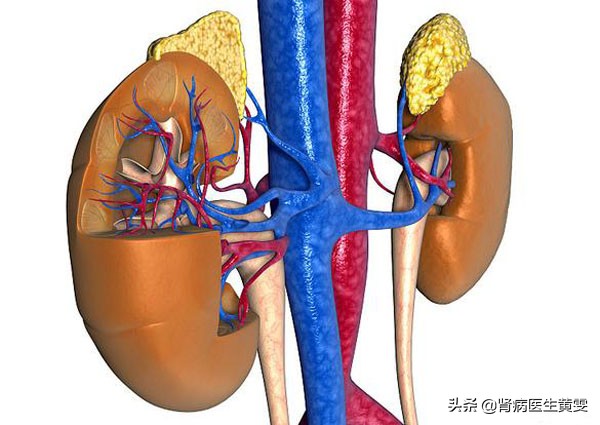 女性肾细胞癌能治好吗,肿瘤压迫肾脏会肾衰吗