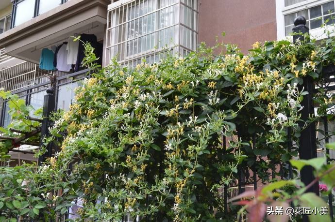 四季开花又耐寒的爬藤植物有哪些,好养的户外爬藤花卉植物有哪些