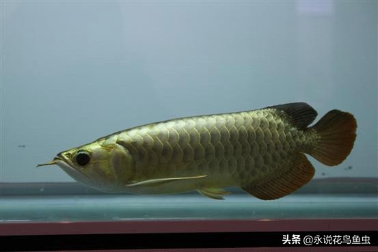 观赏龙鱼图片欣赏,观赏鱼欣赏龙鱼