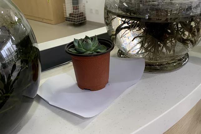 甲友心声,甲友心声最新消息