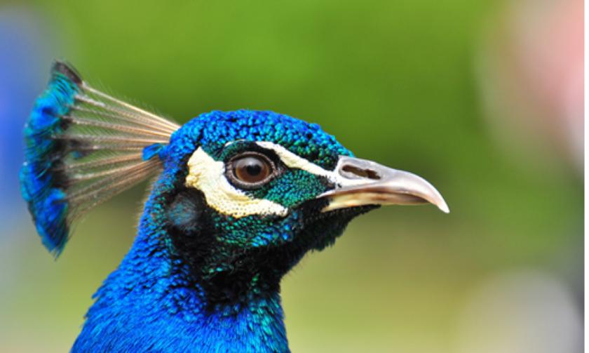 孔雀线描小学生一等奖画大全,黑色卡纸高光笔线描创意画孔雀