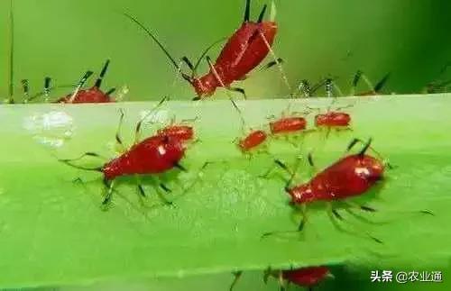 家庭防治虫害的最佳方法,病虫害防治小妙招