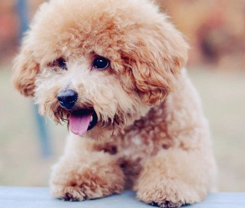 泰迪皮肤病怎么治能治好吗,泰迪皮肤病怎么治疗最有效