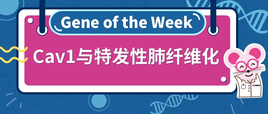 肺纤维化转基因小鼠,fxr基因敲除小鼠
