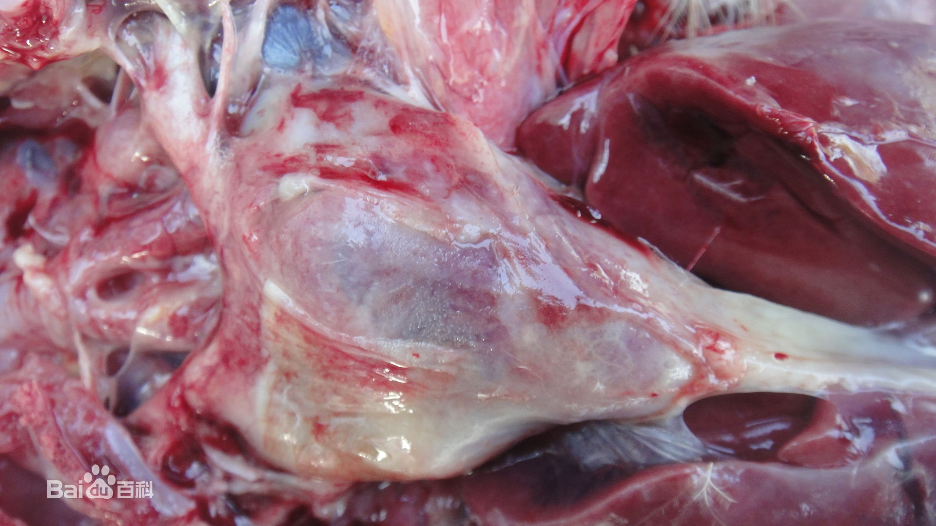 崔老致养鸭人—鸭鹅瘫痪，转圈，抽搐，摇头！来看！特效药来了