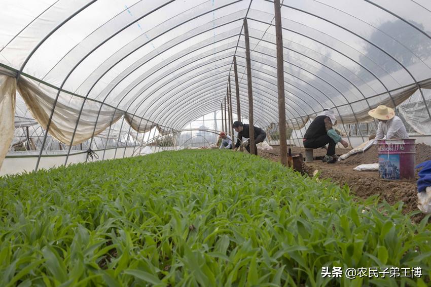 空心菜灰霉病如何防治,蔬菜灰霉病防治