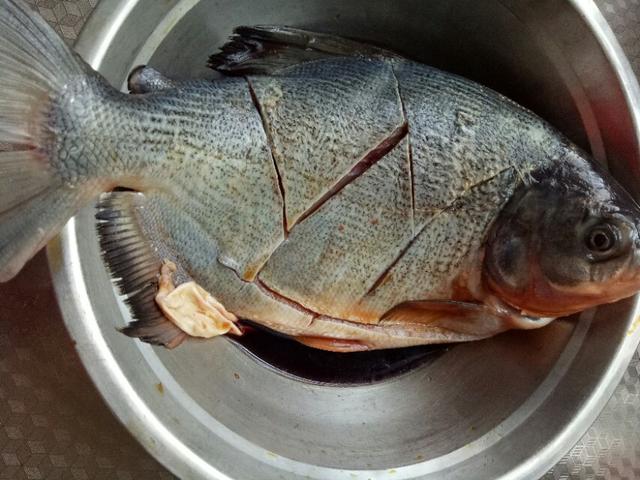 红烧海鲳鱼教程,红烧鲳鱼的做法视频王刚