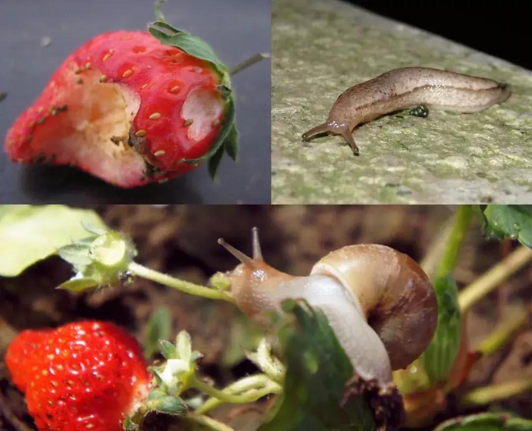 草莓虫害高清图,草莓虫害图谱及药剂选择