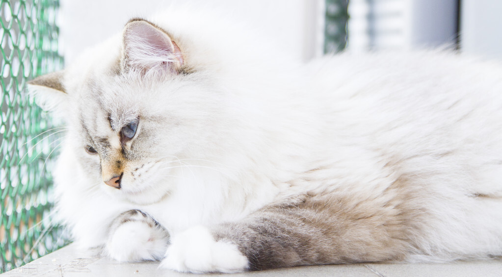 夏天猫咪掉毛有什么机器处理,猫咪老是掉毛吃猫用卵磷脂有用吗