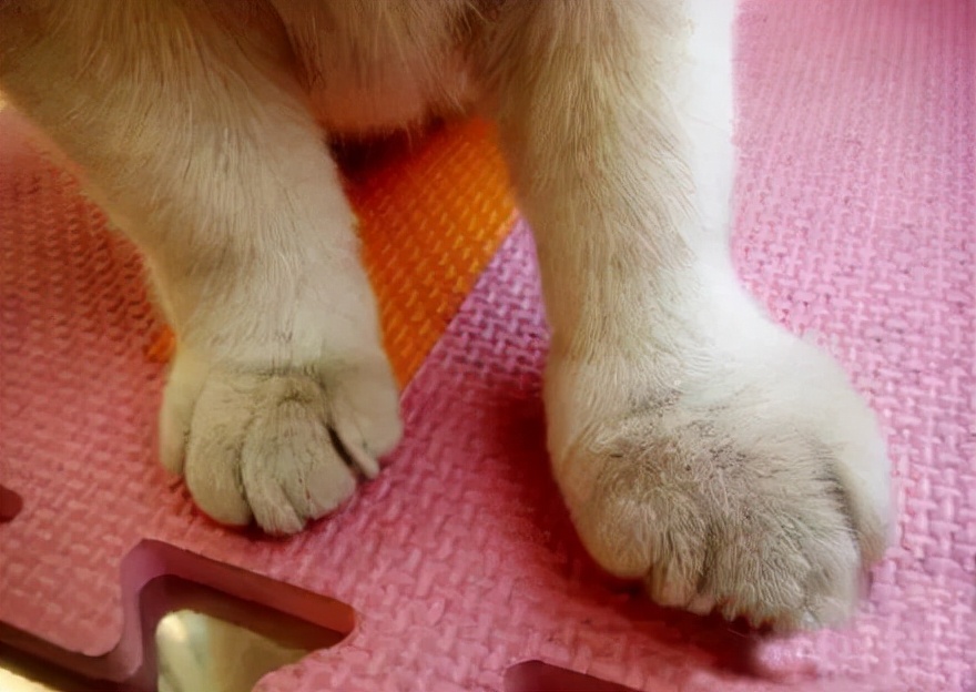 猫咪被蜜蜂蛰搞笑,猫咪嘴巴被蜜蜂蛰了怎么处理