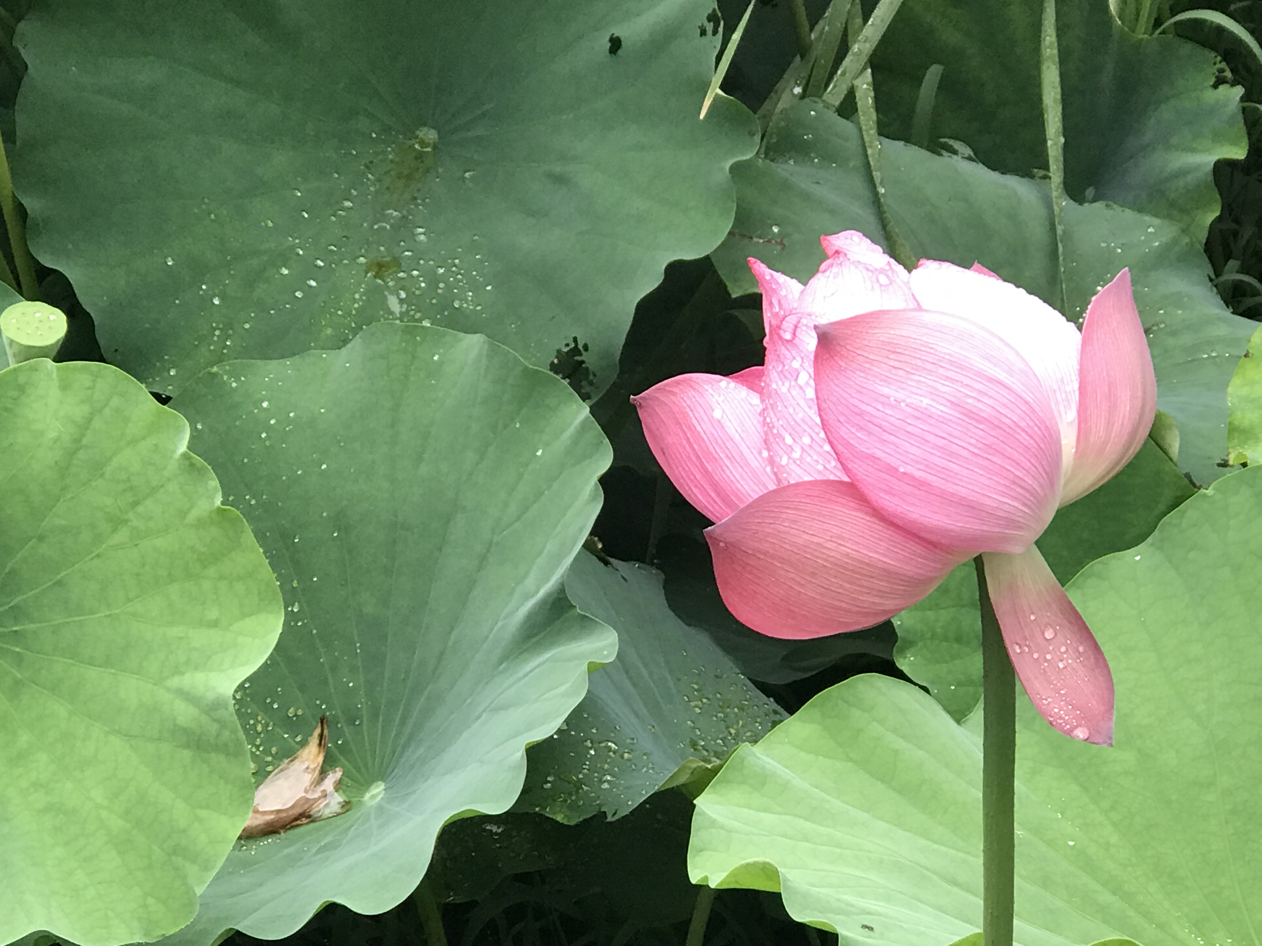 我还是太单纯了,我还是太单纯全文免费阅读