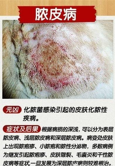 狗狗十种皮肤病,狗狗得了皮肤病看兽医