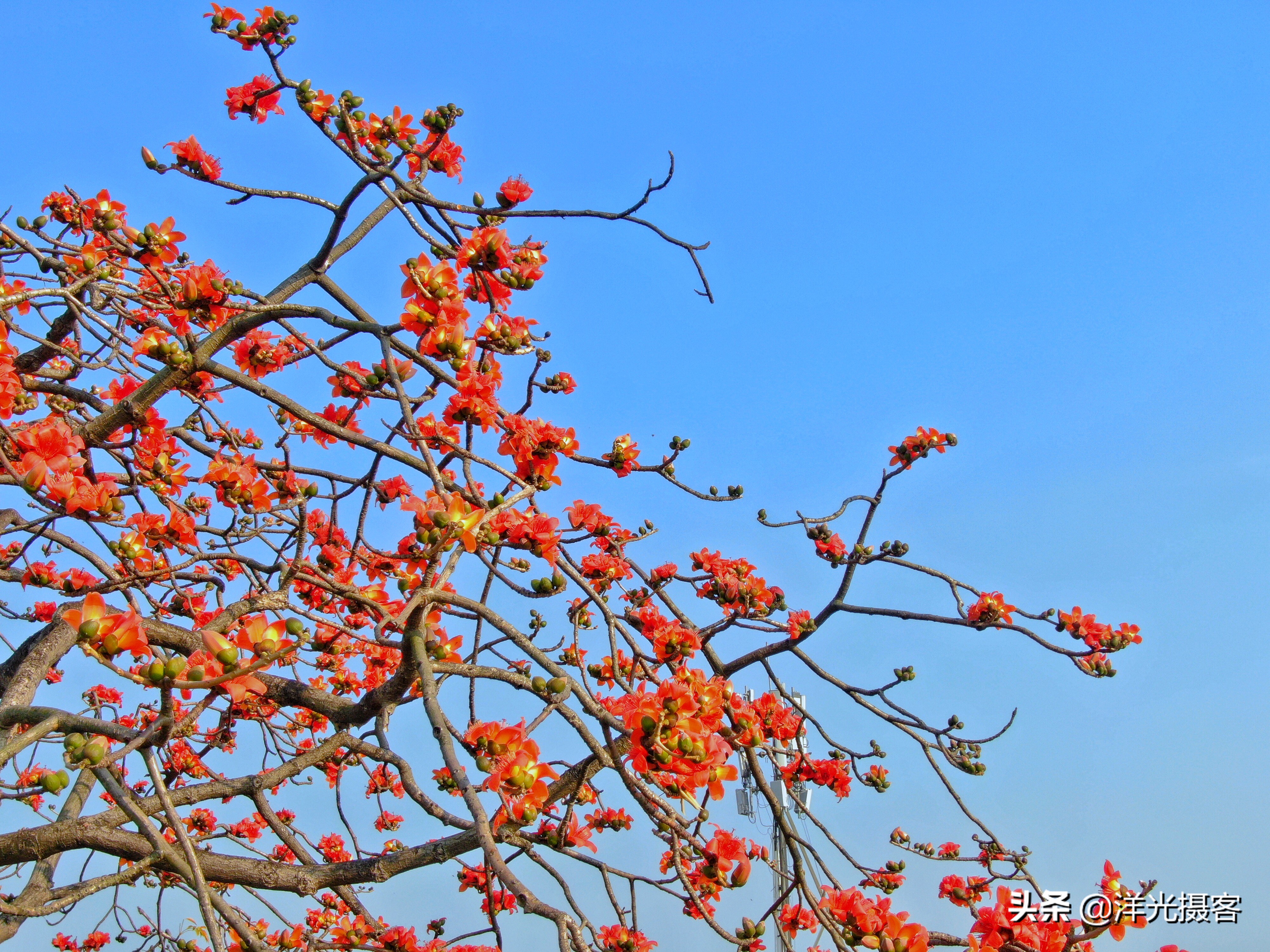 这个特殊的春天即将过去,这个特殊的春天作文