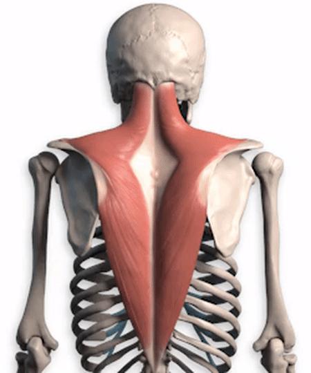 脸腮部又胖了,脸越来越胖脖子越来越粗