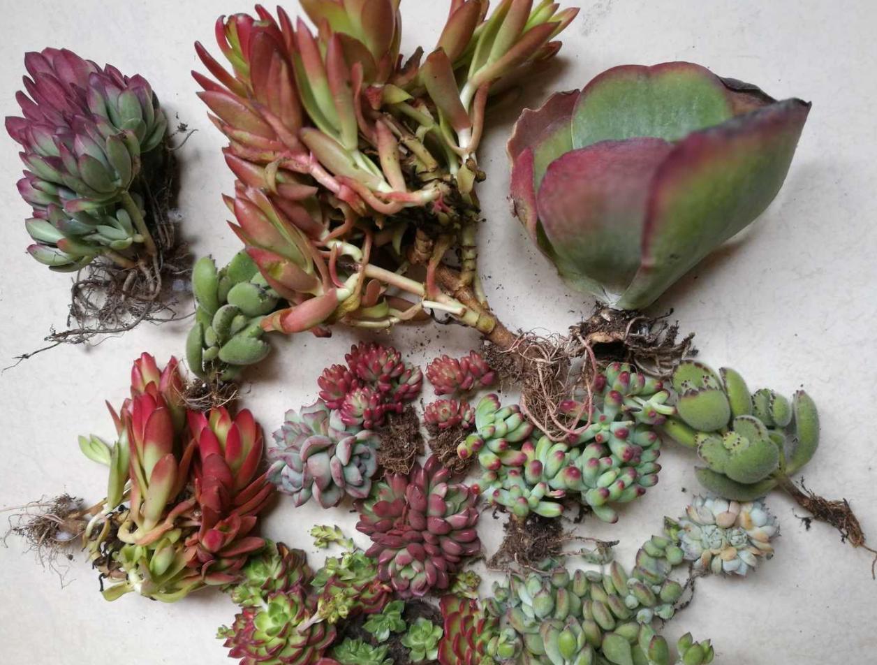 网购多肉不好养怎么办视频,多肉怎么服盆不僵苗