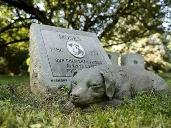 为去世的宠物进行殡葬仪式，是否真的有意义？宠物也需要尊严