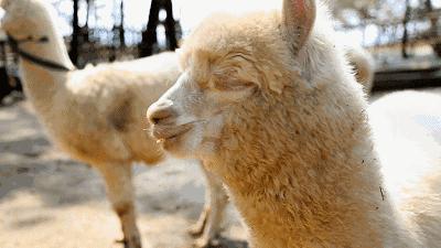 厦门海滨老城旅游,厦门最美海滨城