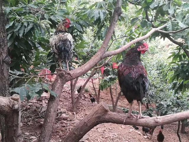 雾灵山内住宿推荐,雾灵山在山上住宿最佳方案