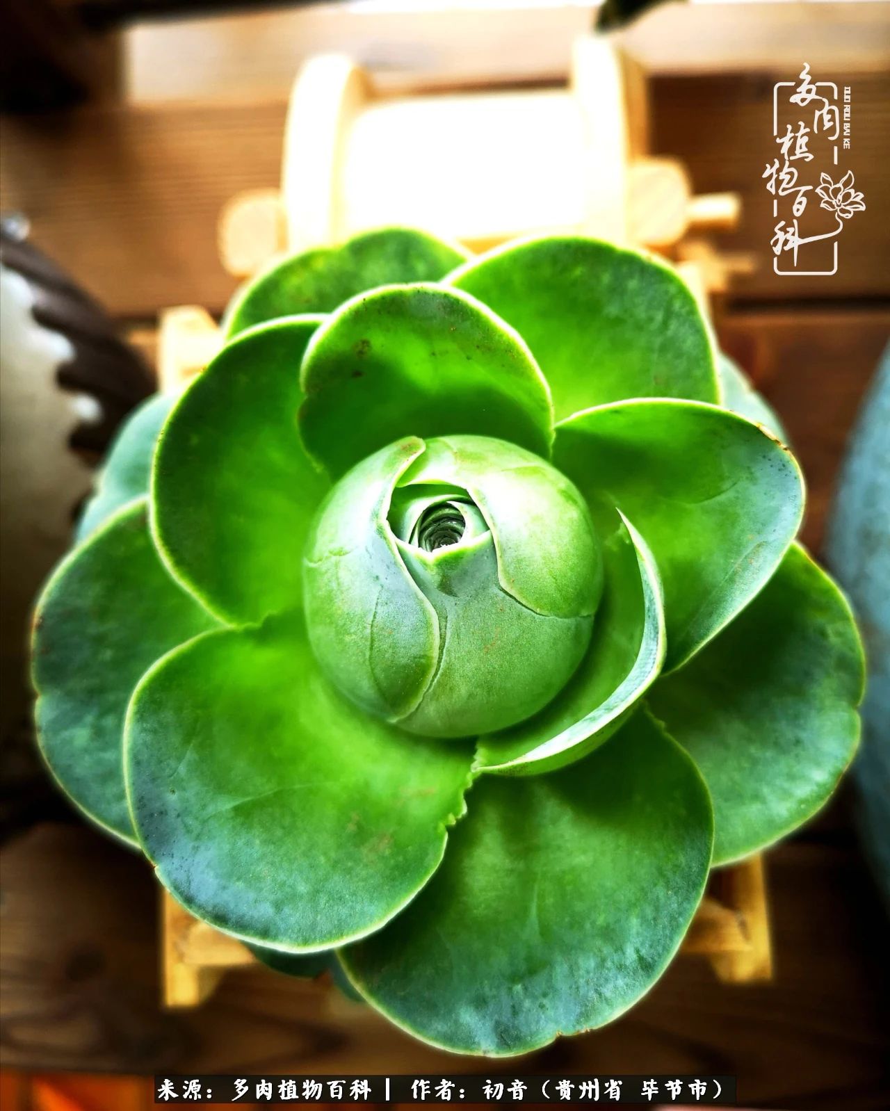 和多肉共度美好时光,与多肉一起成长