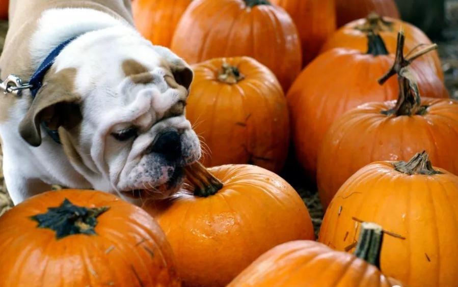 40天左右的狗狗喂什么食物好,二个月狗狗喂什么食物