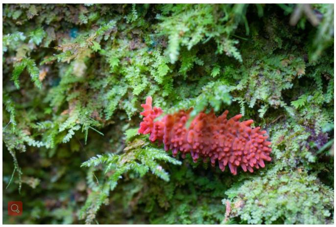 生态缸老水缸,生态缸老死鱼怎么回事