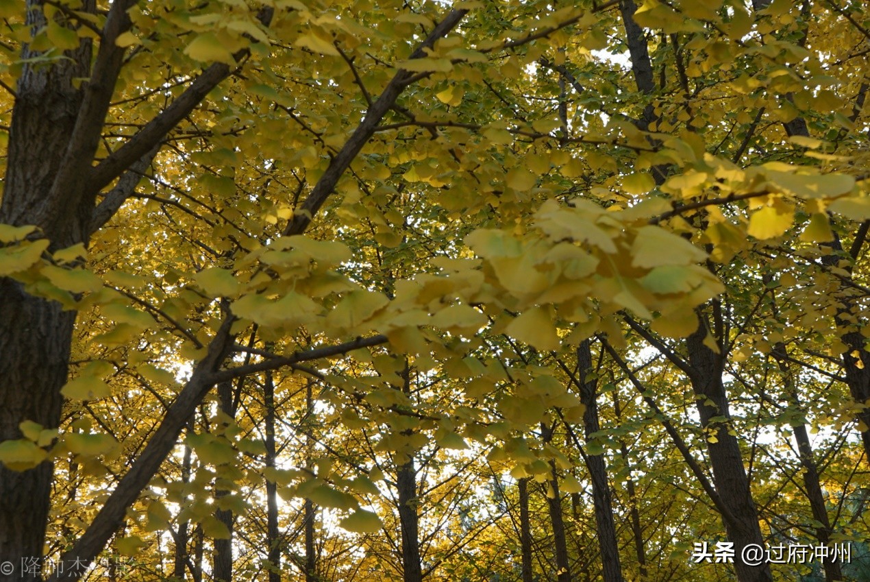 北京最大的森林公园大兴,北京最大环城公园
