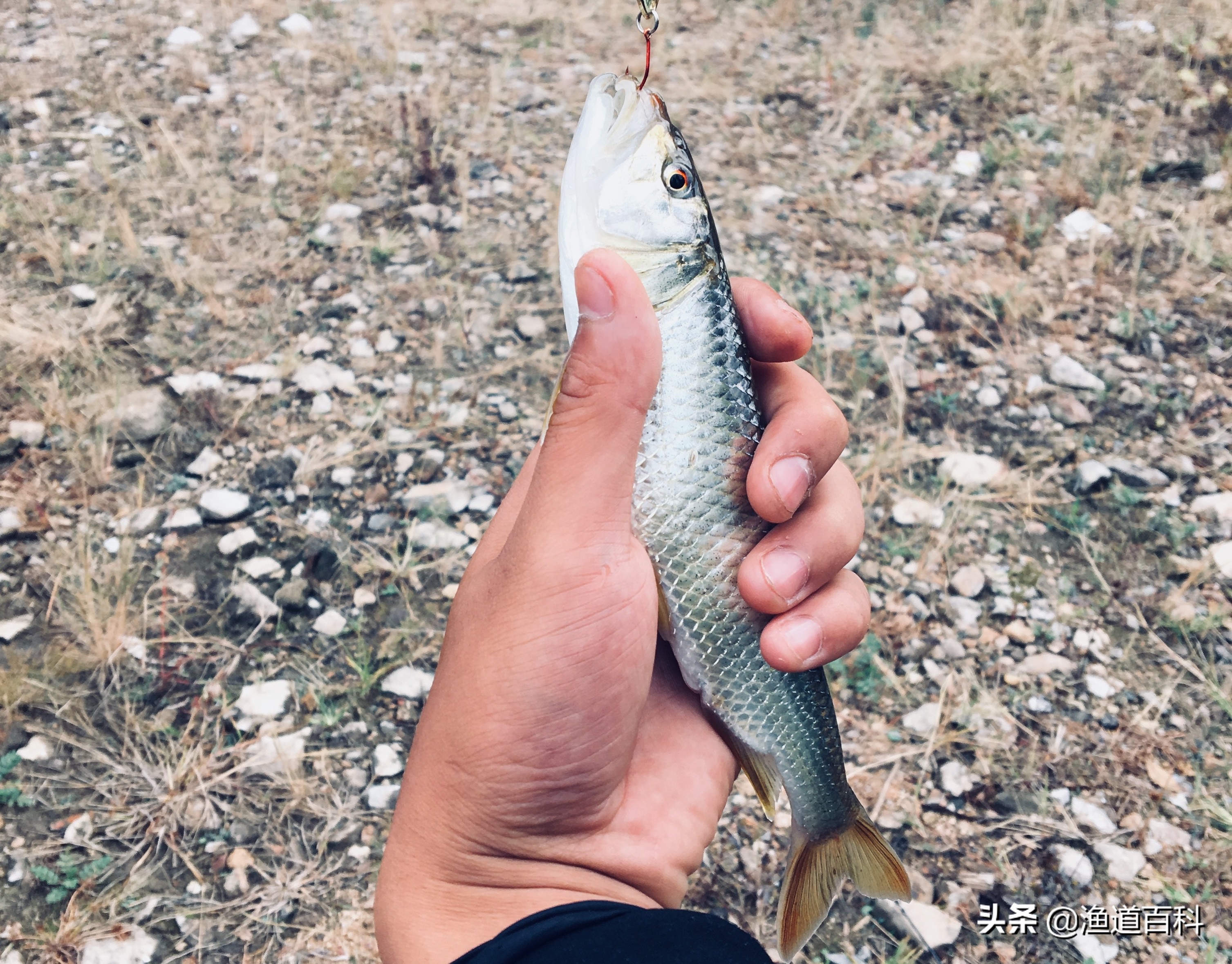 回忆多年路亚钓友，他既是我钓鱼的老师，又是我生活的朋友