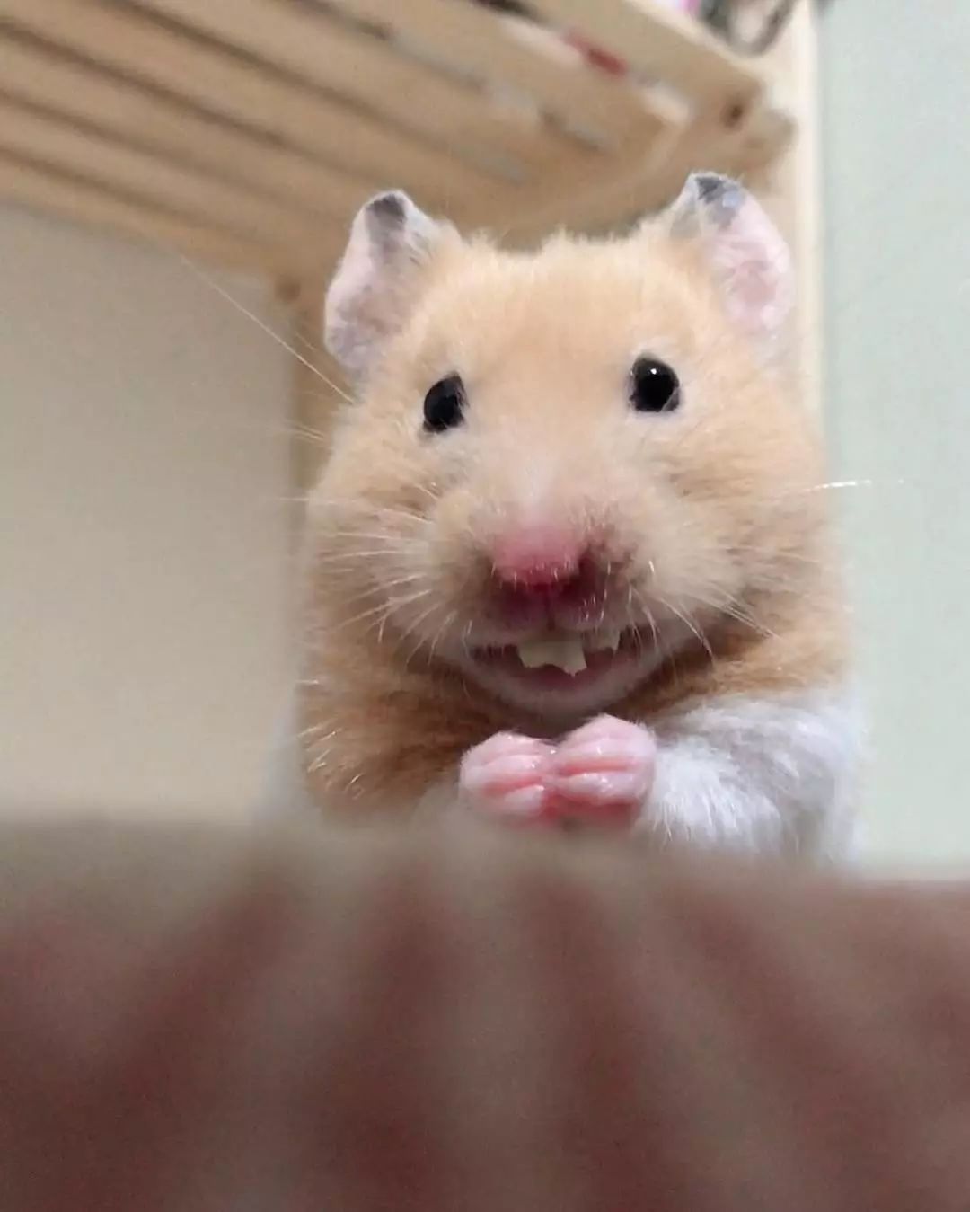 家有小仓鼠,小仓鼠的救命办法